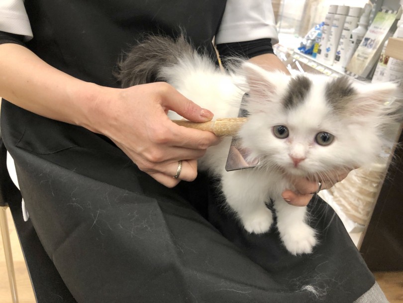 毛の抜けない猫種はいない | スコティッシュフォールド (118652) - 城山店