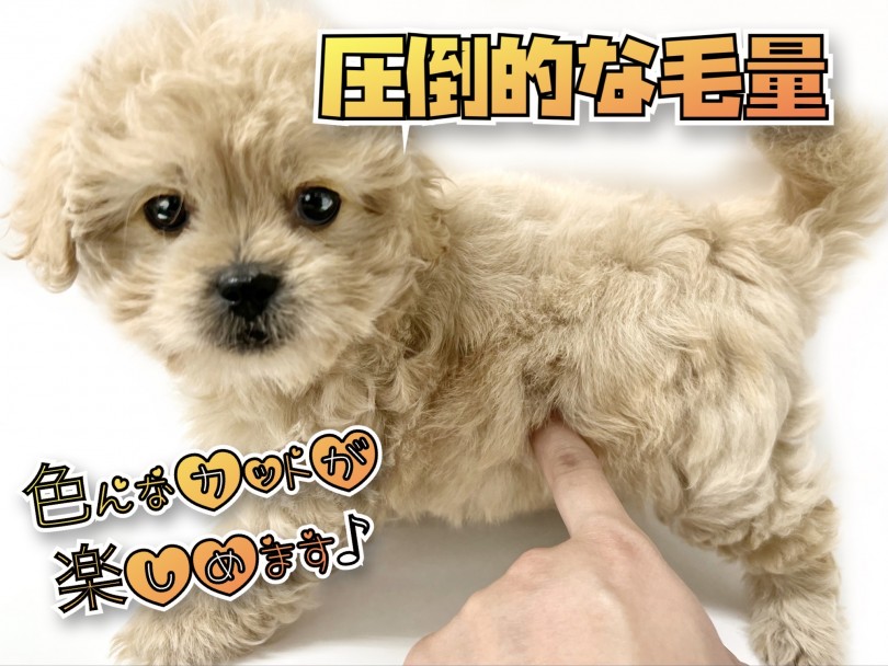 緩くカールしたボリューミーな被毛 | MIX犬 ペキプー （119328） - 梅島店