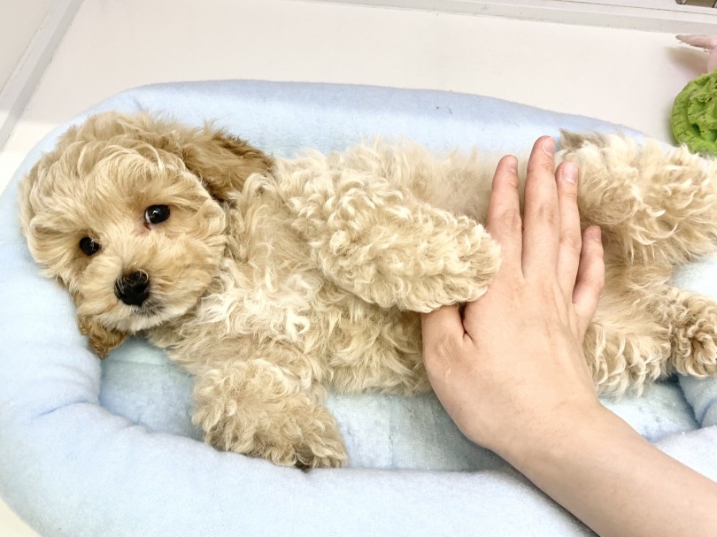 誰とでも仲良く出来ちゃう圧倒的フレンドリー | MIX犬 マルプー （014425） - 東日暮里店