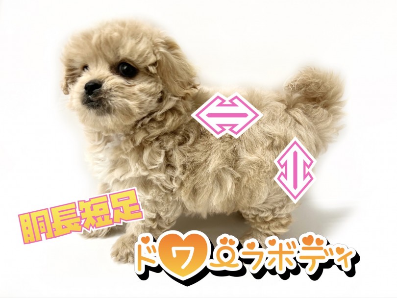 胴長短足のドワーフボディ | MIX犬 ペキプー （119328） - 梅島店