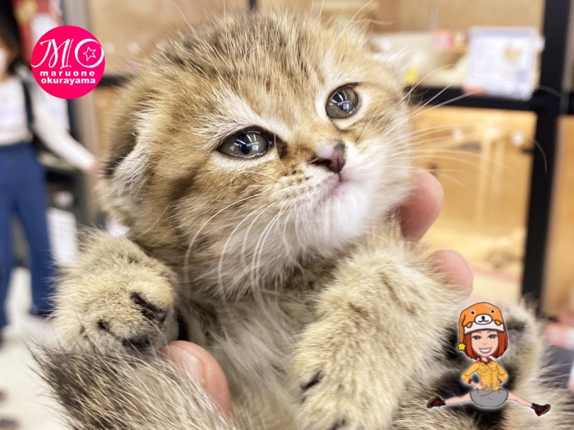 アフターサポートでしっかりフォローします！ | スコティッシュフォールド （6131163） - 横浜 大倉山店