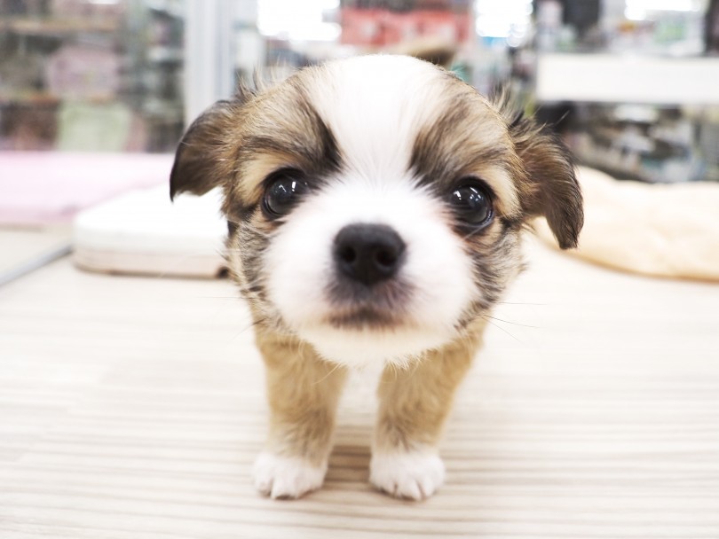 被毛はパピヨンちゃんの少しふんわりとした手触りの良い優しい毛 | MIX犬 チワパピ （713873） - 横浜 鶴見店