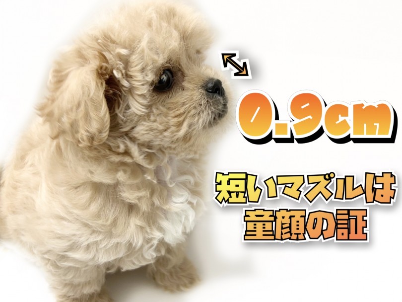 圧倒的な極短マズル | MIX犬 ペキプー （119328） - 梅島店