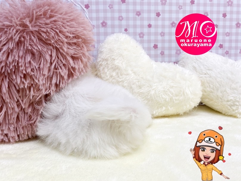 クッションの後ろに隠れんぼ♡ | MIX犬 マルチワ （6131156） - 横浜 大倉山店