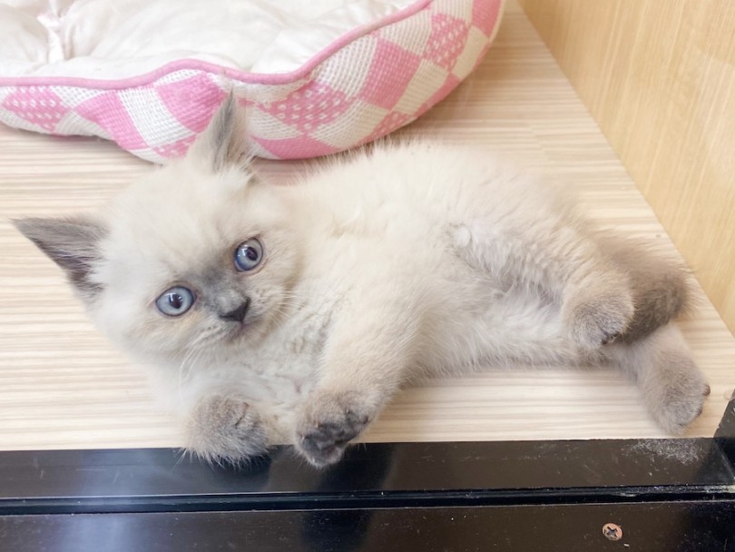 こ〜んな無防備な姿であなたのご来店をお待ちしております♡ | ブリティッシュショートヘア （120520） - 横浜 今宿店