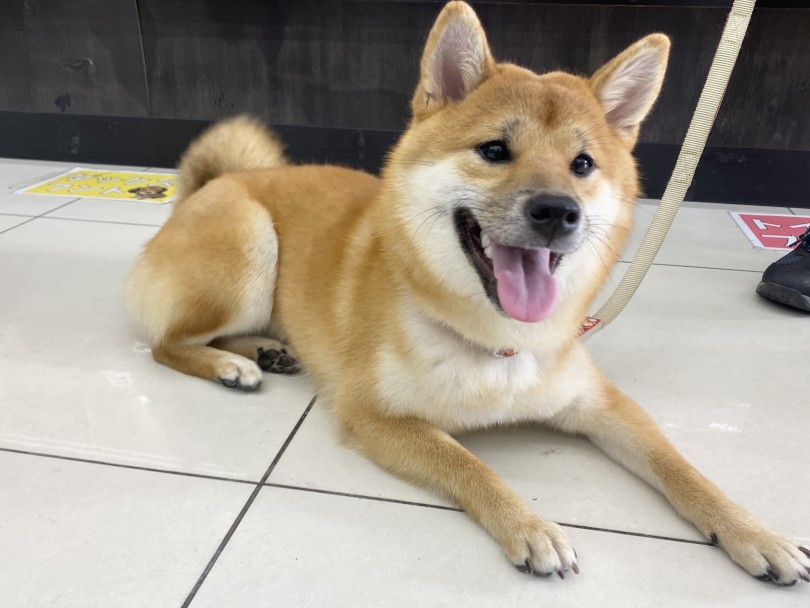 柴犬ひなたちゃん♡ | 大倉山365チャレンジ 4月結果報告！ - 横浜 大倉山店