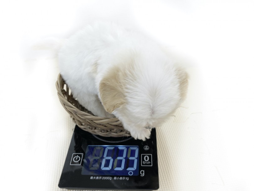 生後66日の体重は639g！ | MIX犬 キャバション （814748） - 大和 相模大塚店