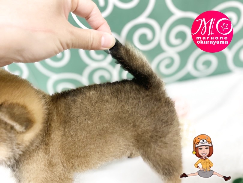 どんな形になるのか楽しみなしっぽ！！ | 柴犬 （6131166） - 横浜 大倉山店