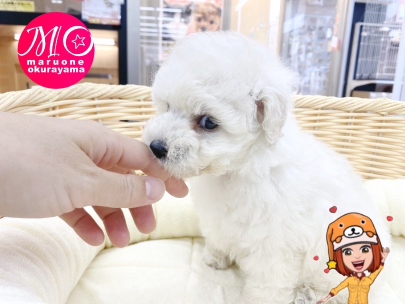 超フレンドリーな性格の持ち主 | トイ・プードル （6131169） - 横浜 大倉山店