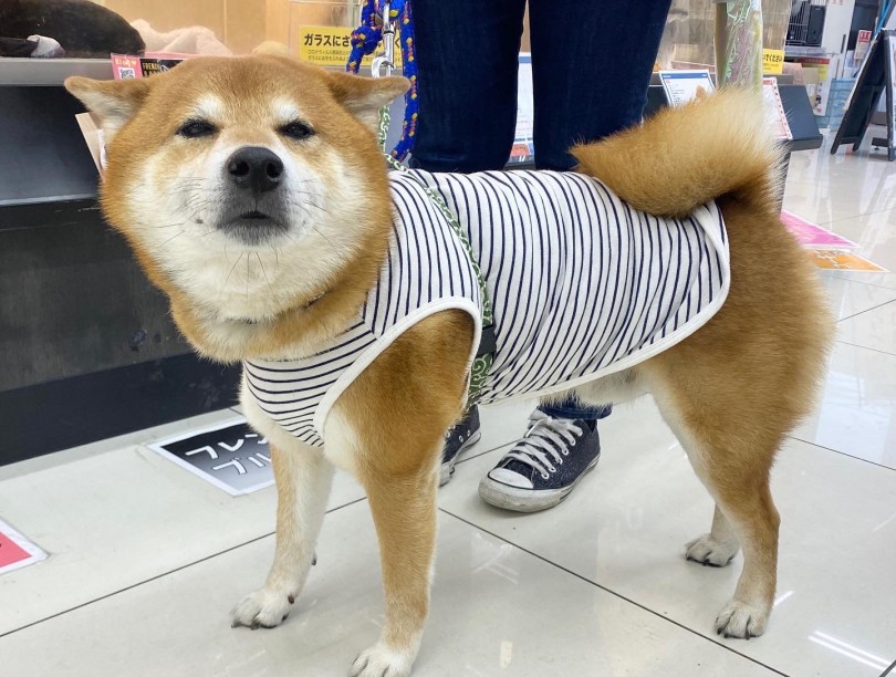 第2位は柴犬のちくわちゃん！ | 大倉山365チャレンジ 4月結果報告！ - 横浜 大倉山店