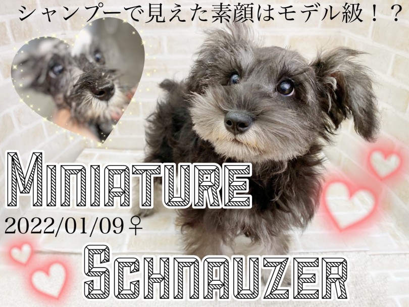 【 ミニチュアシュナウザー 】人気カラーに隠されたモデル級の素顔を特別大公開！