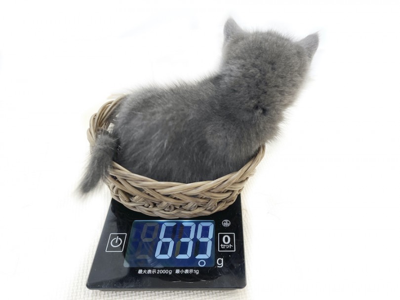 生後58日時点の体重は639g | ブリティッシュショートヘア （814743） - 大和 相模大塚店