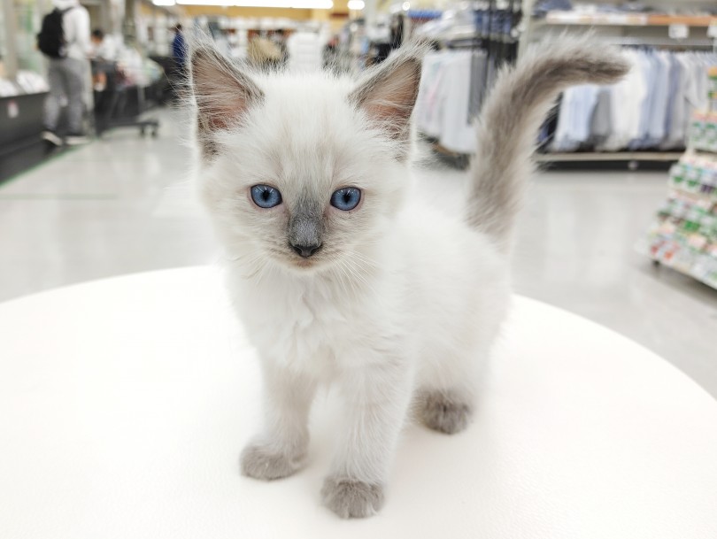 可愛い子猫ちゃんをお探し中の方、ご来店をお待ちしております | ラグドール （512797） - 本羽田店