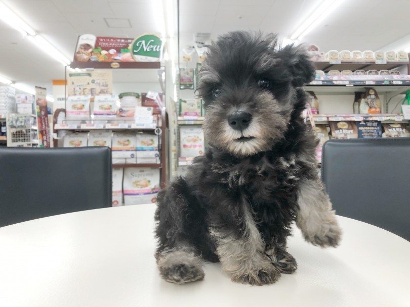 片足を上げてポージング | ミニチュア・シュナウザー （512807） - 本羽田店