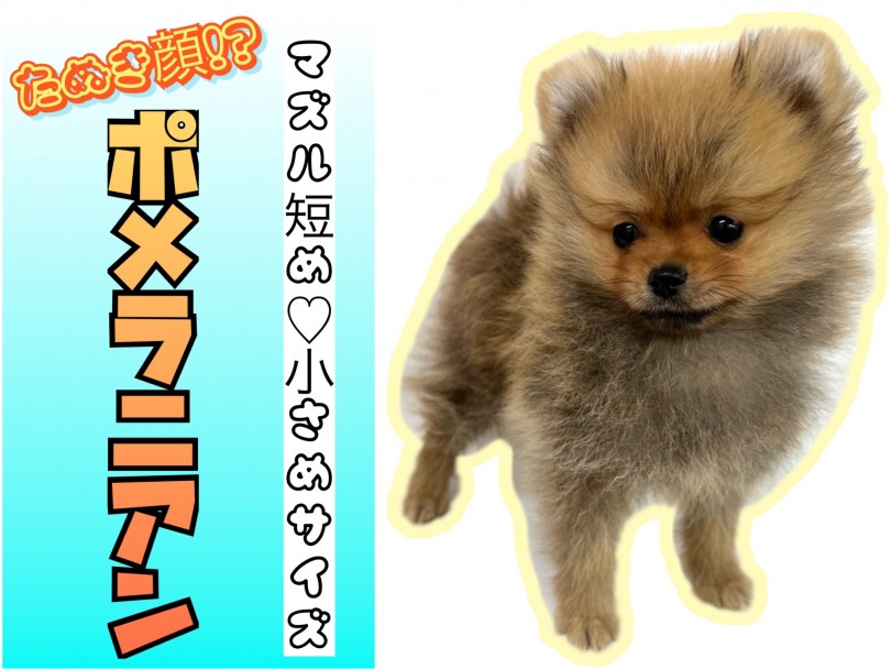 【 ポメラニアン 】生後約2か月半で762g！小さめサイズのたぬき顔ポメくん！