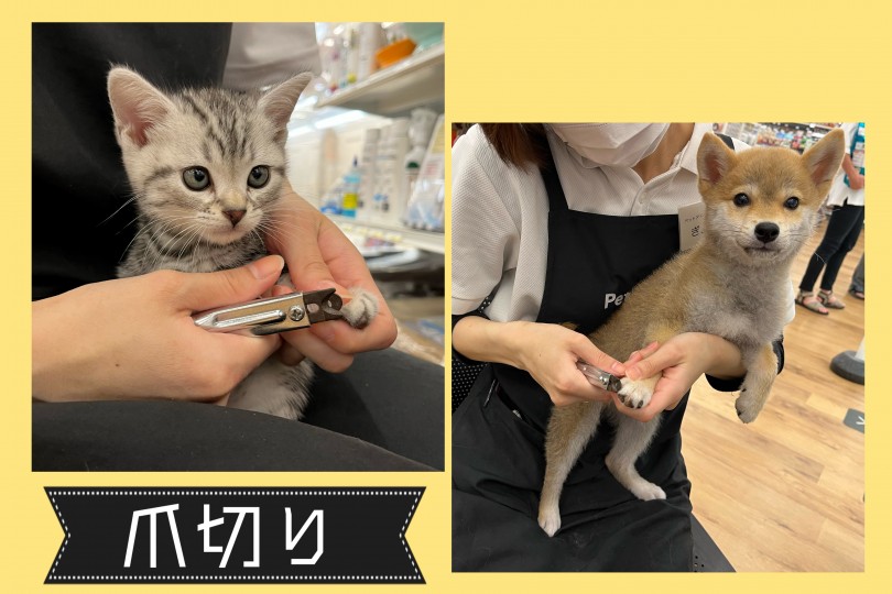 爪切り | ワンちゃんネコちゃんのお手入れ - 城山店