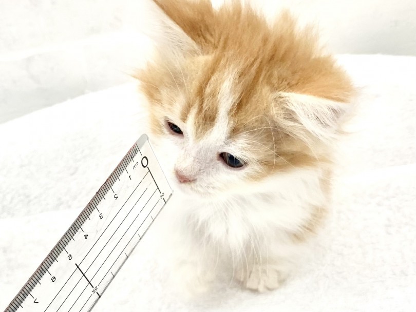 好奇心旺盛 気になるものには猫パンチ | マンチカン  （014433） - 東日暮里店