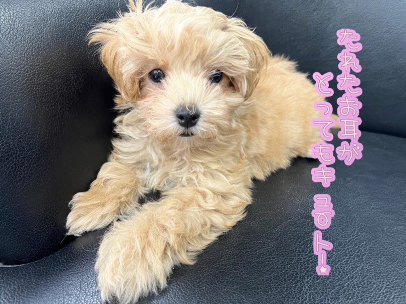 折れたお耳がお気に入りポイント | MIX犬 マルプー （119330） - 梅島店
