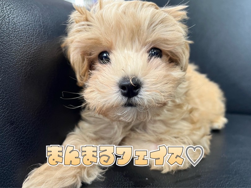 優しいお顔付きがチャームポイント！ | MIX犬 マルプー （119330） - 梅島店