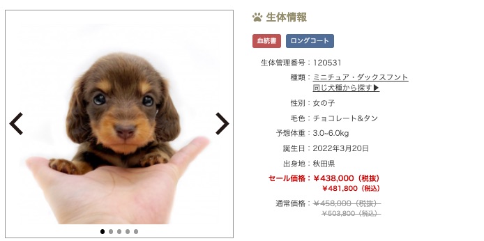第10位！横浜 今宿店のM.ダックス！ | 5/27版注目のワンちゃんネコちゃんランキング