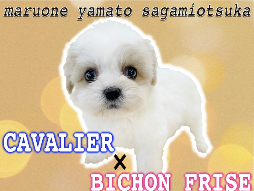 【 MIX 】全国的に大人気！キャバリアとビションフリーゼのハーフ犬キャバション