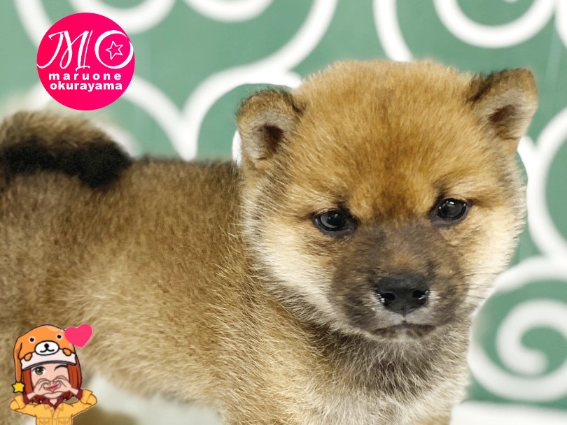 睨んでいるわけではありません | 柴犬 （6131166） - 横浜 大倉山店