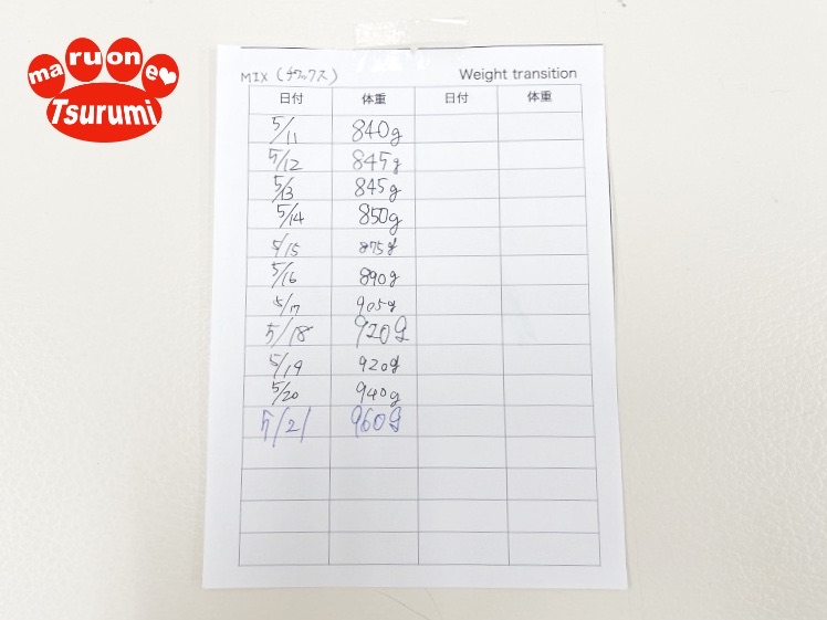 入店初日の体重は840g | MIX犬 チワックス （713877） - 横浜 鶴見店