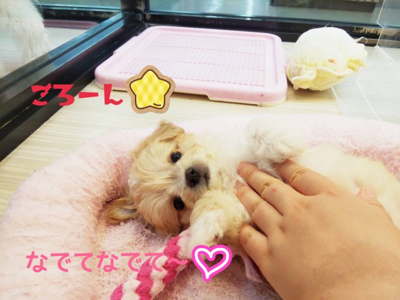甘えん坊で明るく活発、遊ぶのことが好き | MIX犬 チワマル （413102） - さいたま 武蔵浦和店