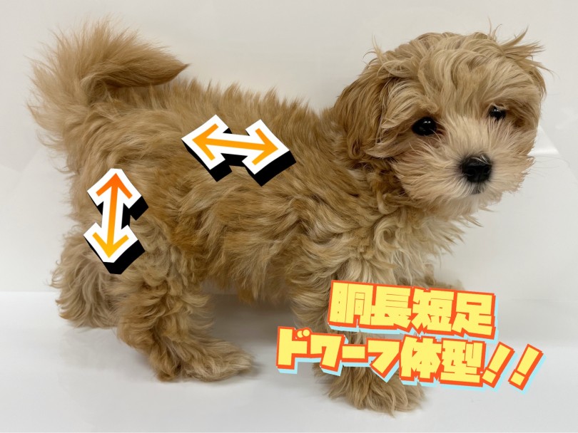 胴長短足！大人気のドワーフ体型！ | MIX犬 マルプー （119330） - 梅島店