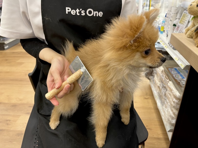 ポメラニアンを家族に迎える際のポイント | ポメラニアン (118653)- 城山店