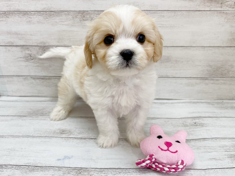 ぬいぐるみのような激カワわんこ! | MIX犬 キャバション (116703) - 下丸子店