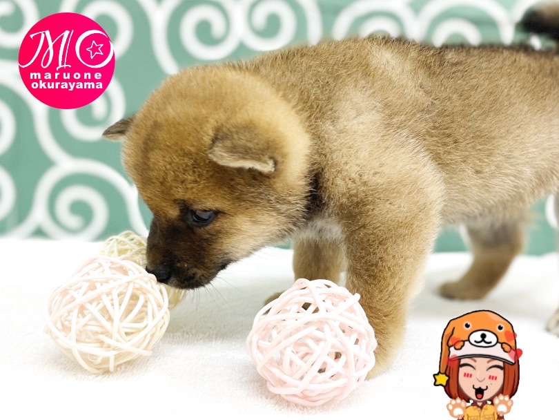 美しい濃い赤毛の持ち主 | 柴犬 （6131166） - 横浜 大倉山店