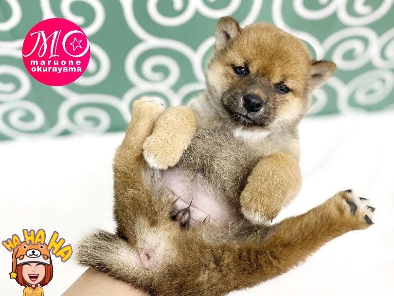 片手に収まるサイズ感！ | 柴犬 （6131166） - 横浜 大倉山店
