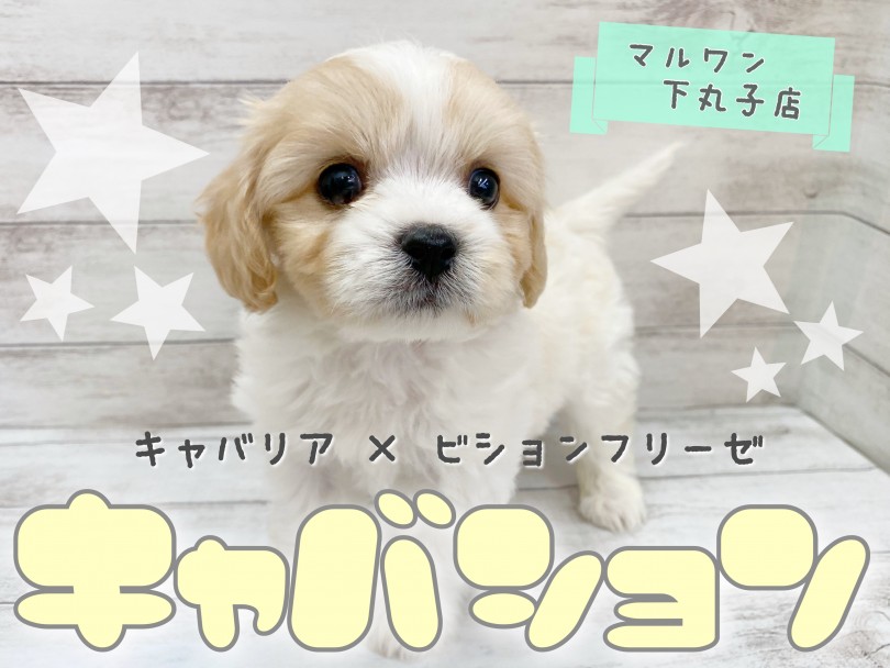 【 MIX 】人気急上昇中！話題のMIX、キャバションの男の子がやって来ました！