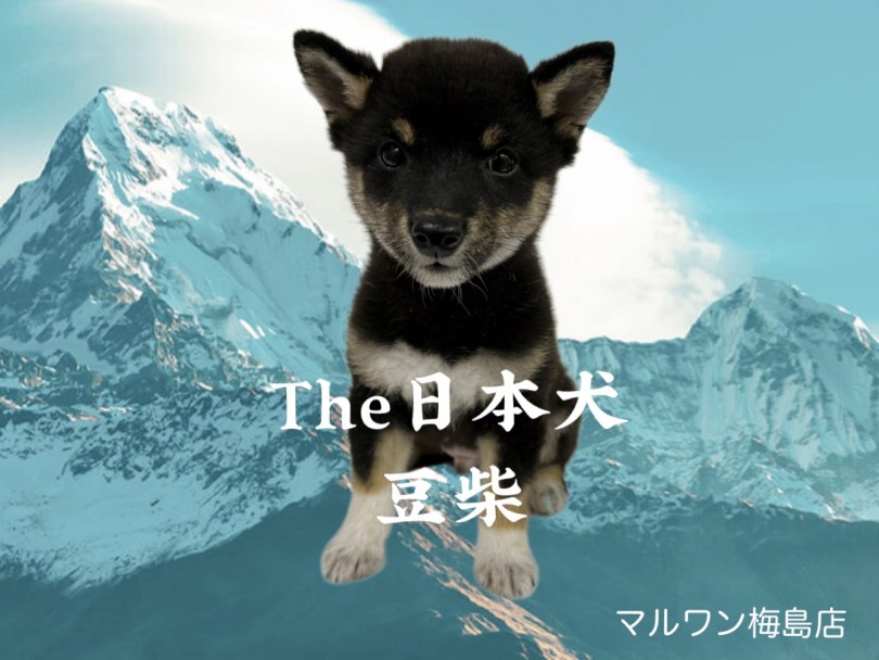 【 豆柴 】希少！日本犬の中でも大人気マロ眉黒豆柴登場！