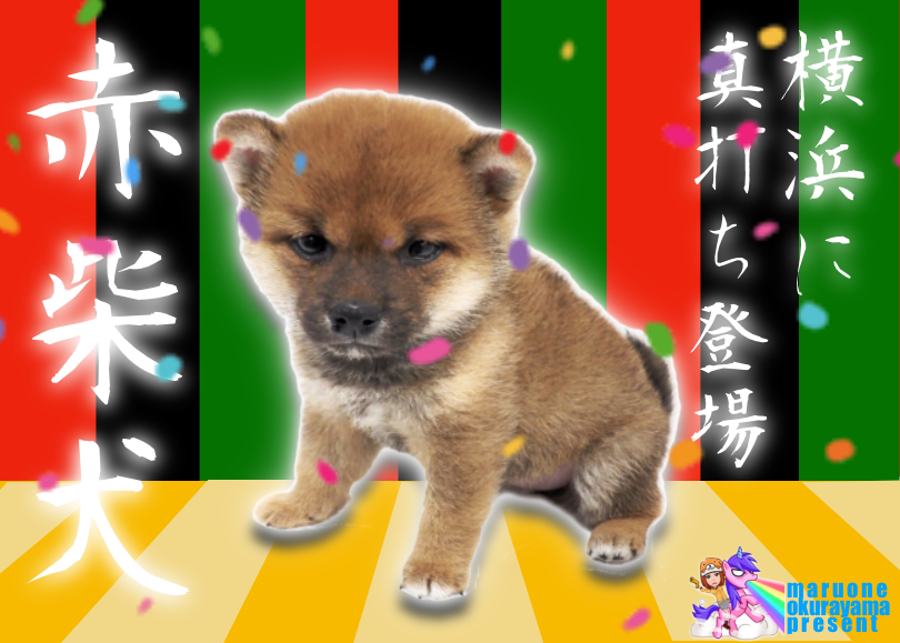 【 柴犬 】歌舞伎役者顔負け？！キリッと目力の強さのある赤柴ちゃん！