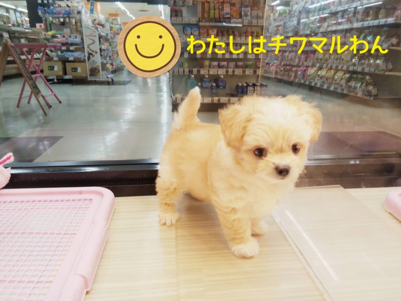 チワワとマルチーズのMIX | MIX犬 チワマル （413102） - さいたま 武蔵浦和店
