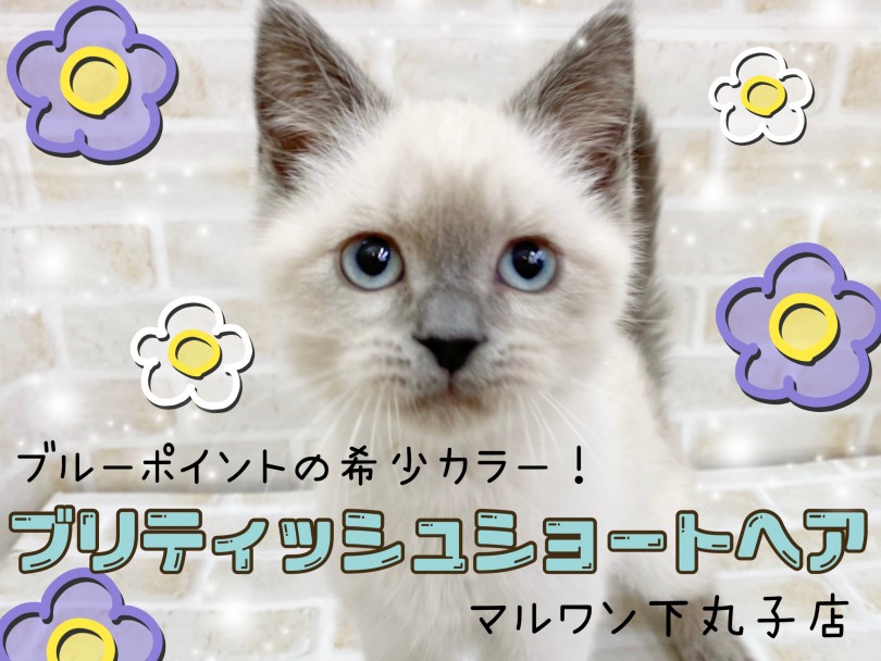 【 ブリティッシュショートヘア 】必見！新登場の希少カラー！抱っこ大好き男の子！