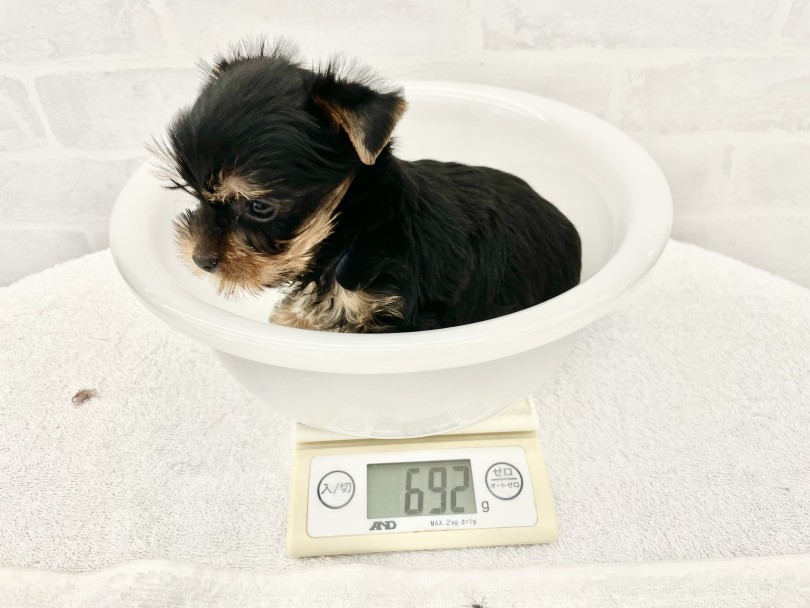 「ネコみたい」「手がかからなくて飼いやすい」 | ヨークシャーテリア （014438） - 東日暮里店