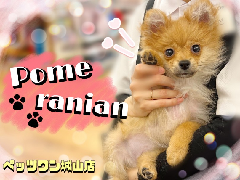 【 ポメラニアン 】笑顔が可愛い小柄な天使ちゃん