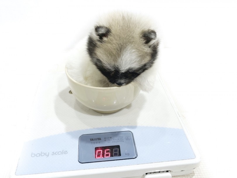 生後60日時点の体重600g | ポメラニアン （11899） - 横浜 白楽店