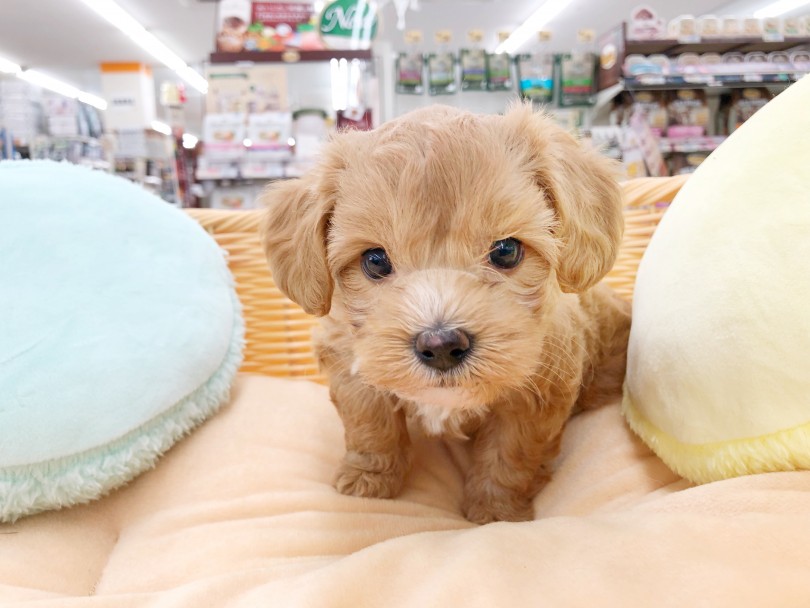 MIX犬は色の入り方やお顔立ちなど多種多様 | MIX犬 マルプー （512810） - 本羽田店