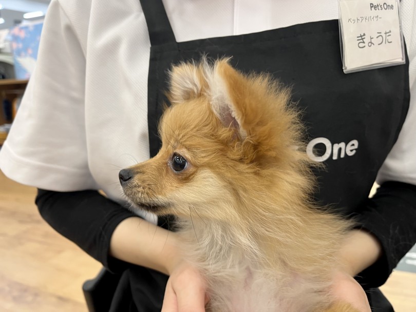 犬らしい顔立ち | ポメラニアン (118653)- 城山店