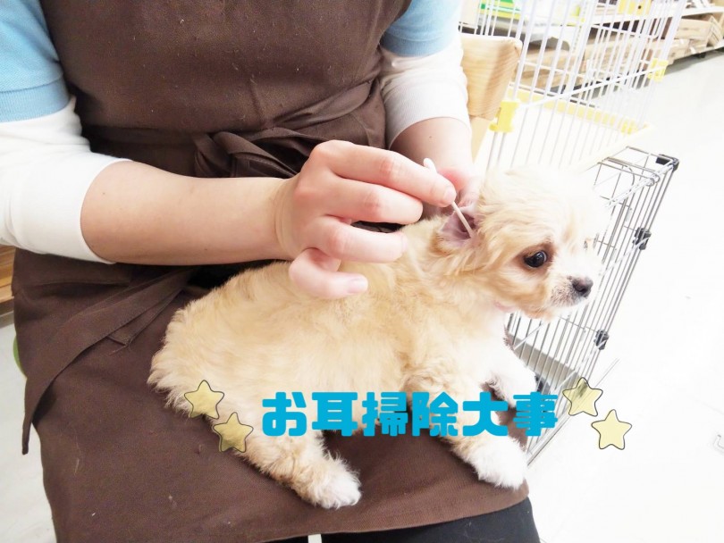 日々のお手入れが重要です | MIX犬 チワマル （413102） - さいたま 武蔵浦和店