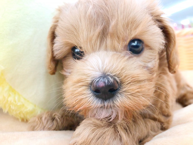 この顔で毎日見つめてくれるのかと想像するとよだれがでちゃいます（笑） | MIX犬 マルプー （512810） - 本羽田店