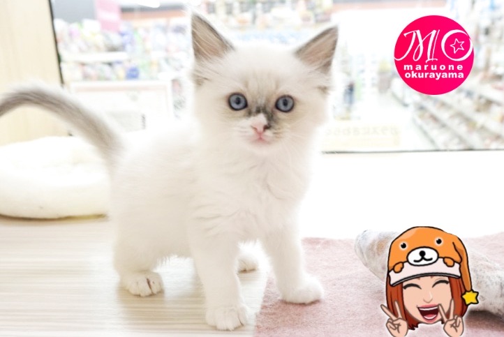 猫ちゃんはツンデレ？？壁ガリガリする？？ | ラグドール （6131167） - 横浜 大倉山店