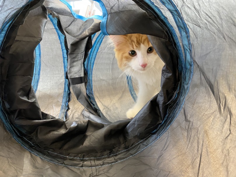 きゃばりん大興奮！ | わんこもにゃんこも一緒にキャットトンネルで遊ぼうの巻 - 横浜 大倉山店