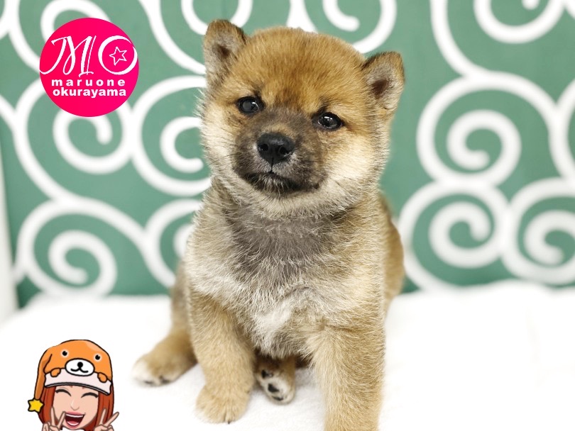 歌舞伎役者も顔負けの目力の強さ！！ | 柴犬 （6131166） - 横浜 大倉山店