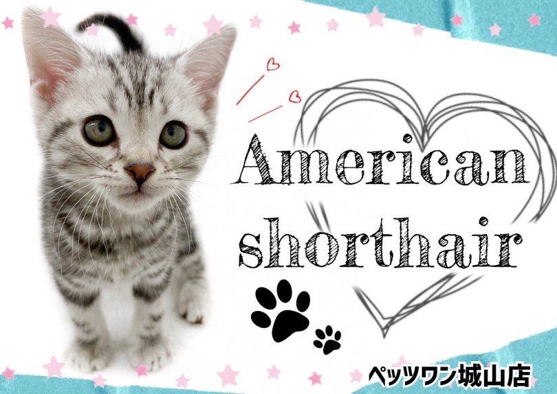 【 アメリカンショートヘア 】城山店のパーフェクトボーイ