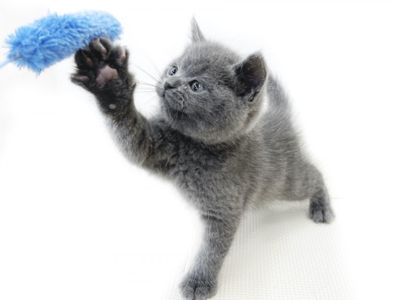 初めての猫じゃらしに無我夢中 | ブリティッシュショートヘア （814743） - 大和 相模大塚店